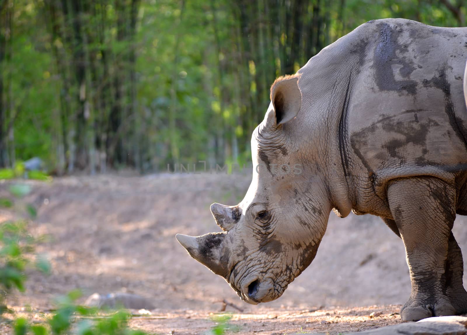 white rhinoceros in zoo, thailand
