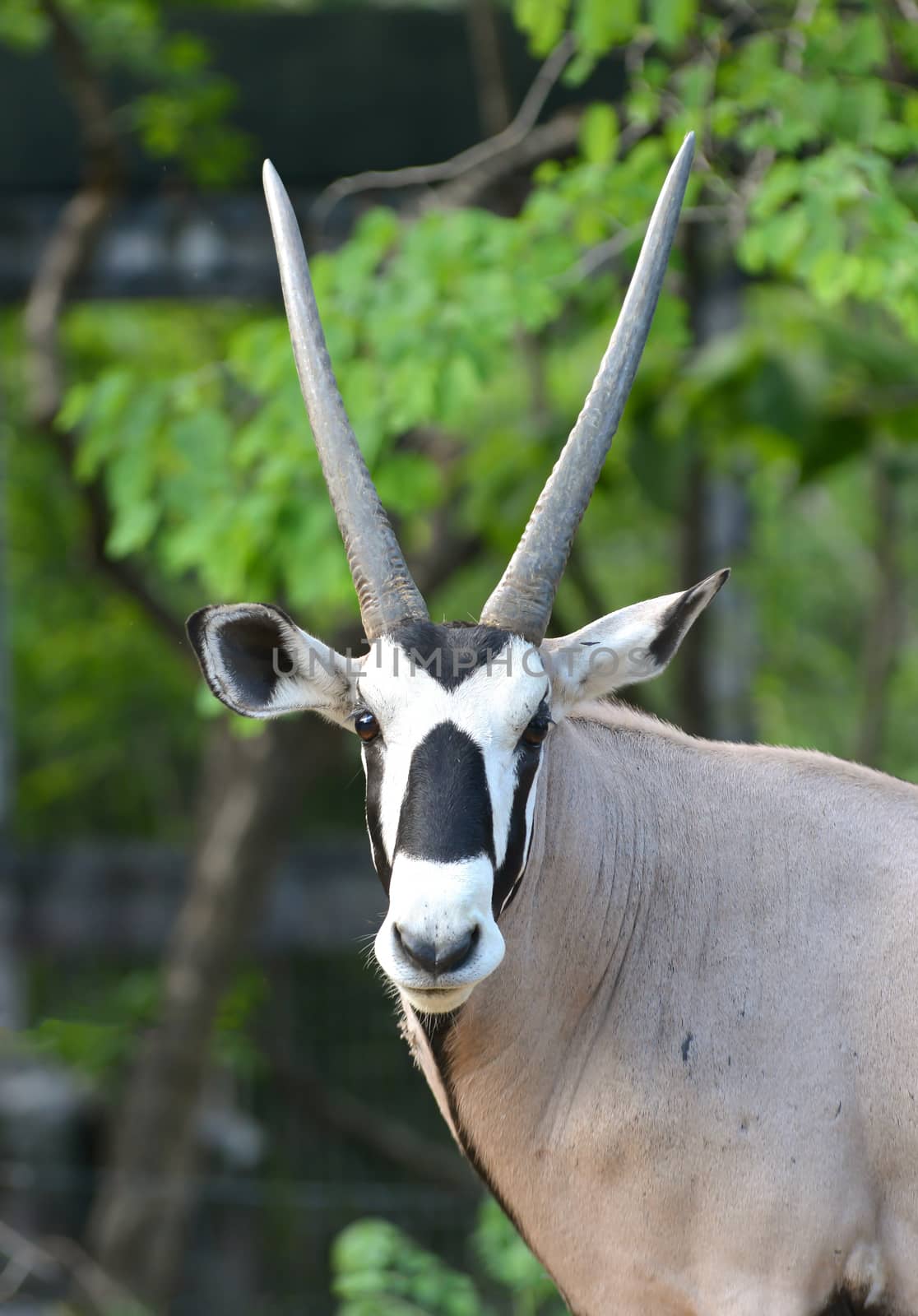 oryx or gemsbok by anankkml