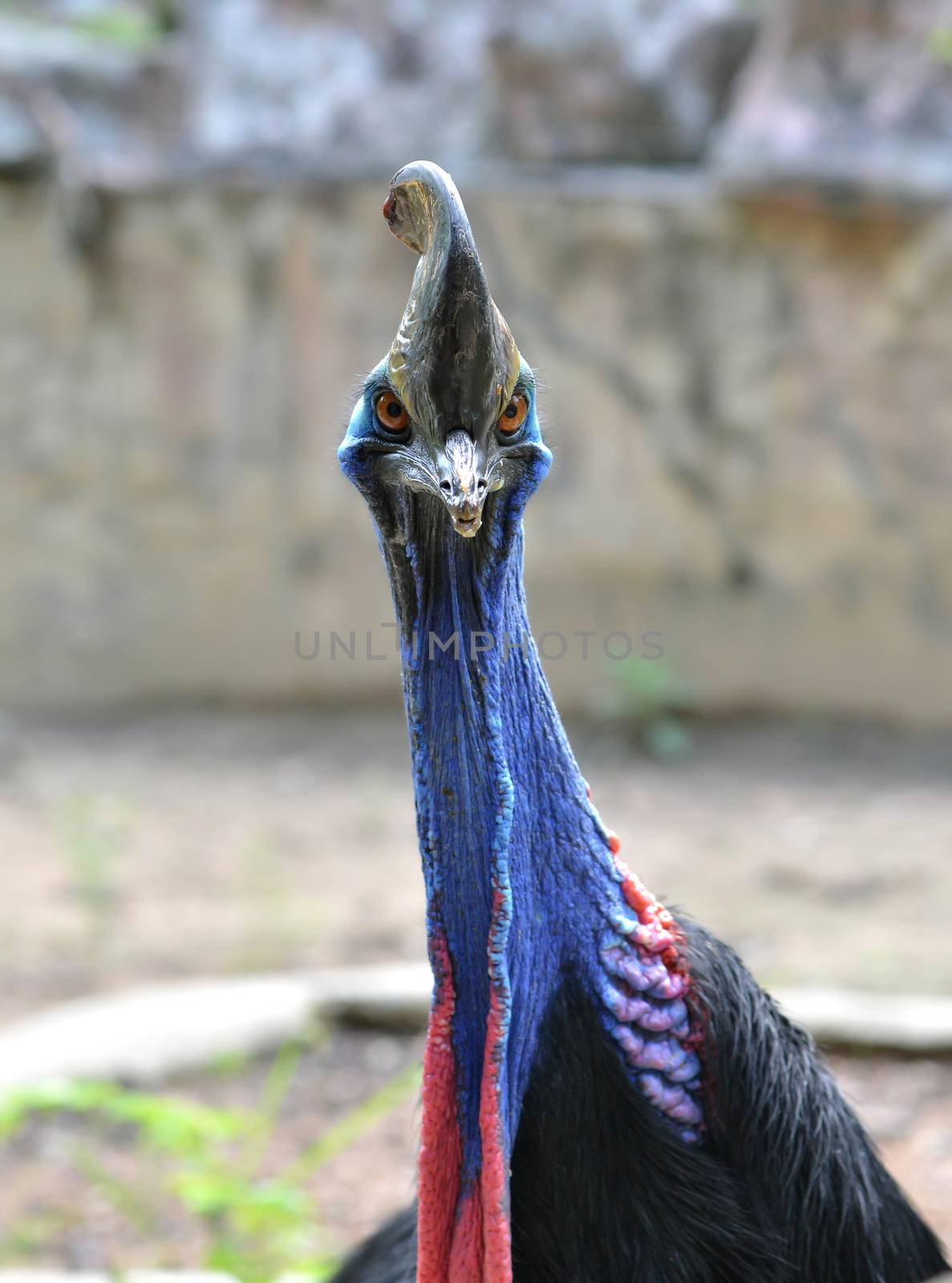 close up of cassowary head