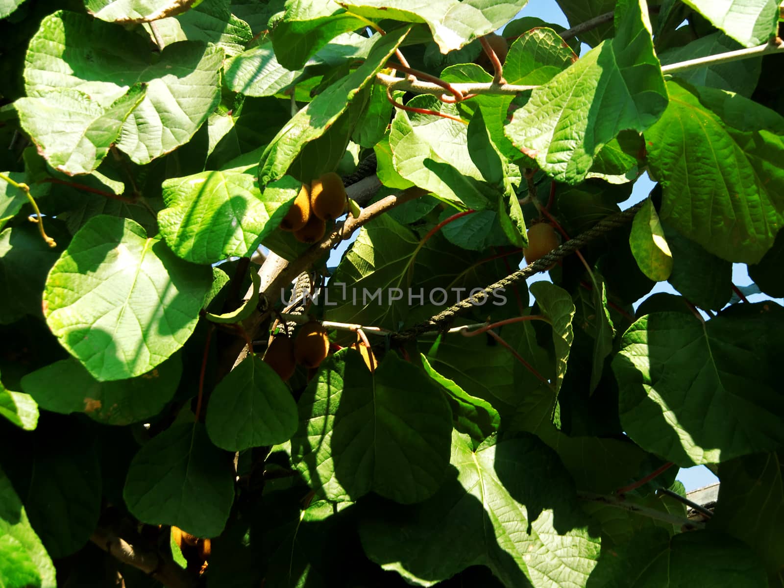 Fresh kiwi fruits growing on the tree