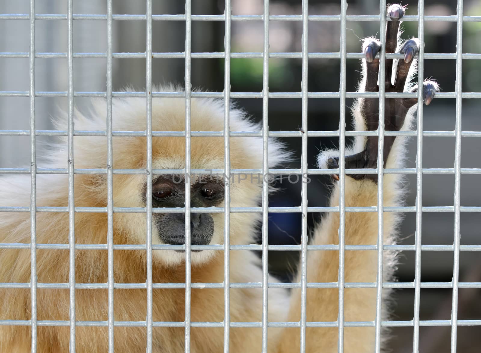 unhappy expression gibbon in cage