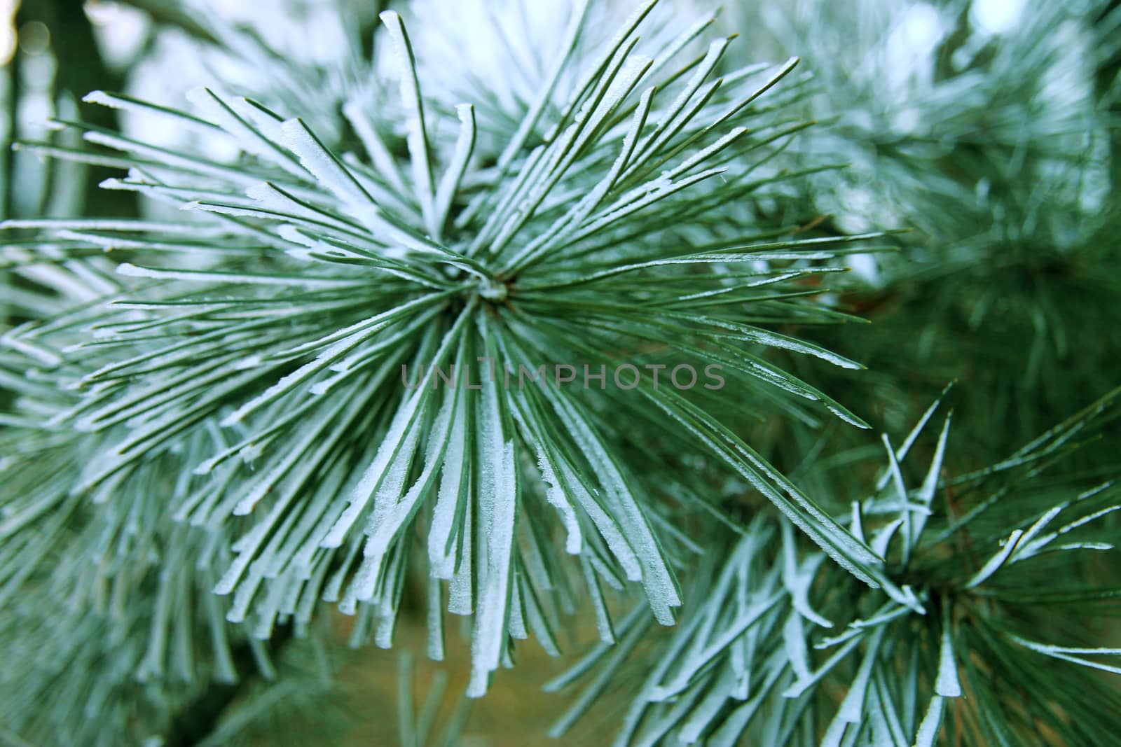 Snow laying on the green pins of Christmas tree