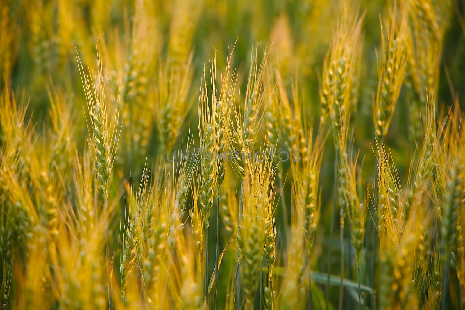 Wheat field by Gudella