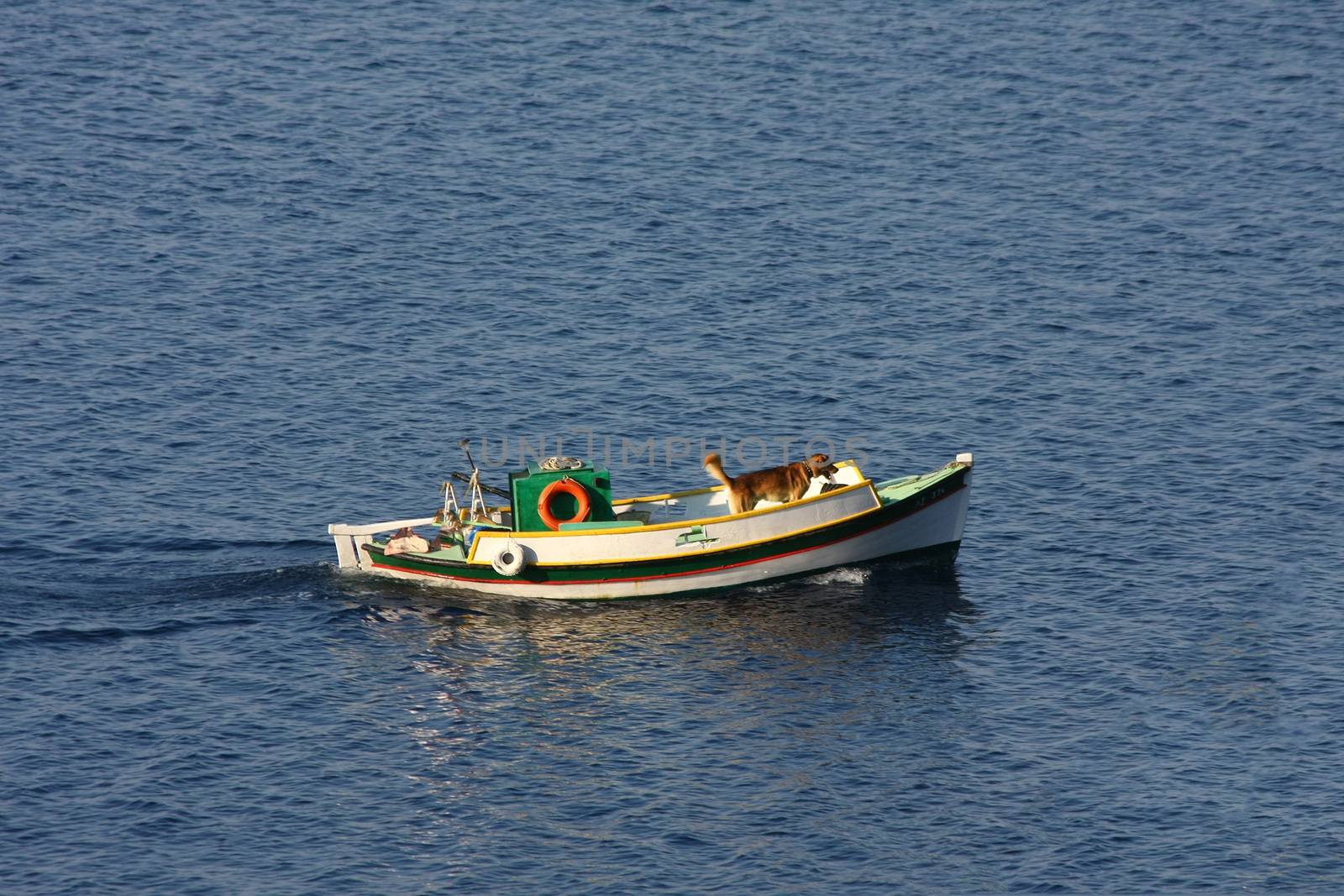 Lonely dog sails on fishing boat,Skopelos,Greece