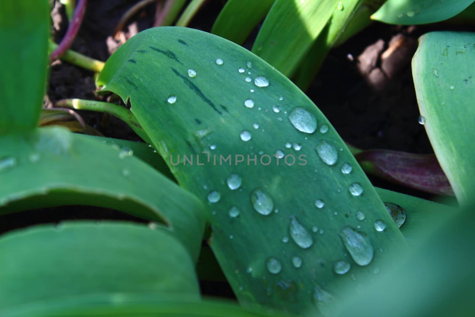 Tulips on green leaves of several large and small drops of rain