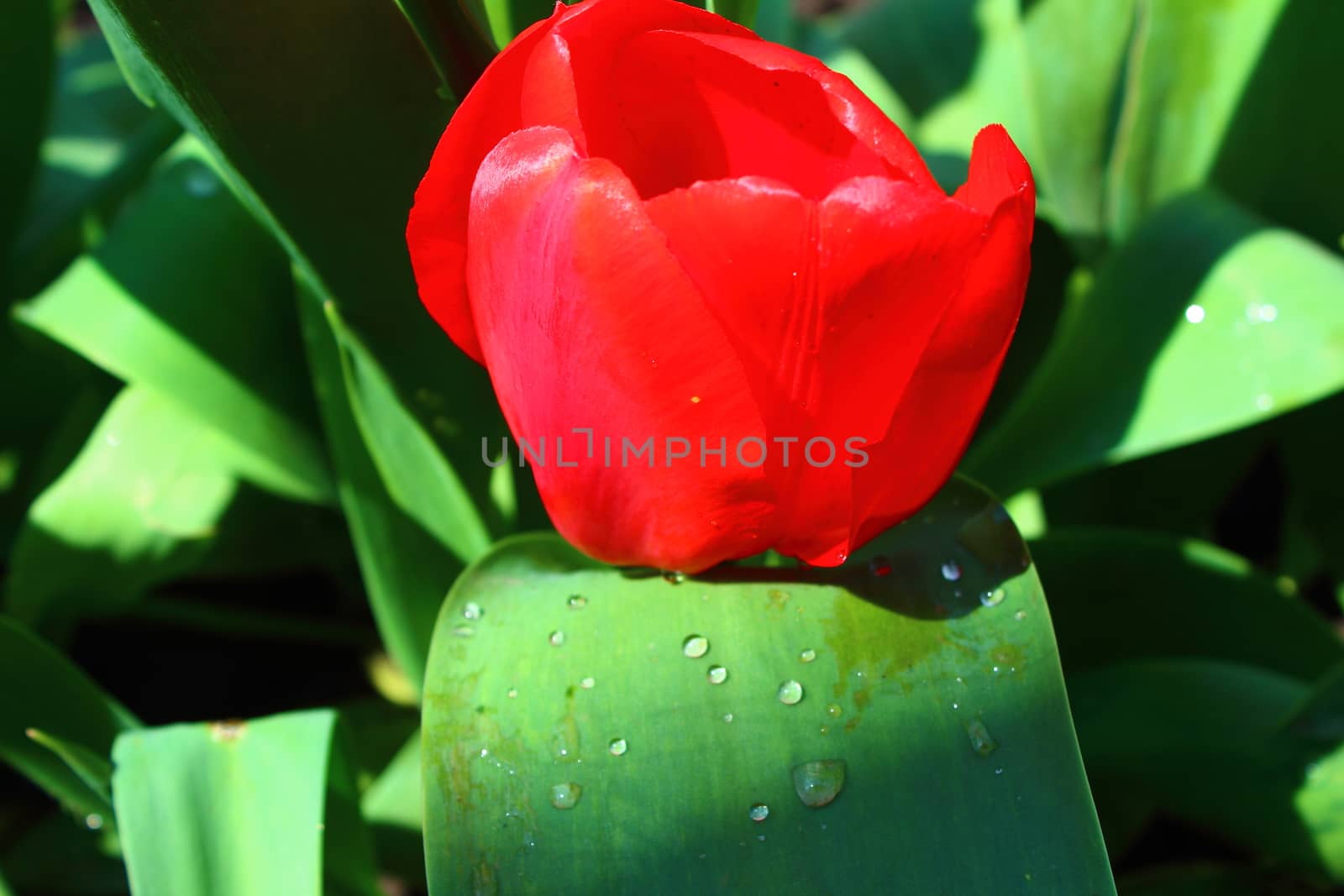 Scarlet, juicy, shiny tulip petals lit the spring sun