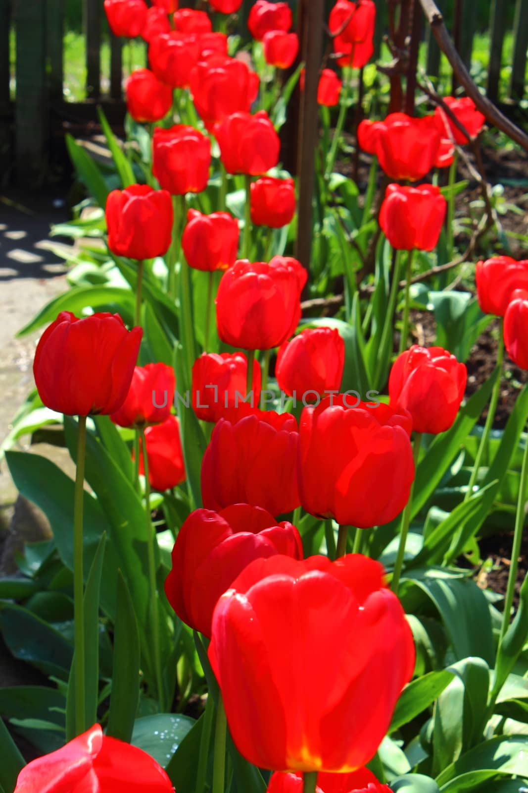 Lots of fresh, bright tulip grows along the boardwalk