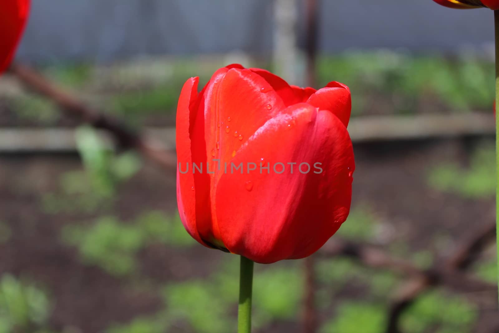 Scarlet tulip bud lit warm spring sun
