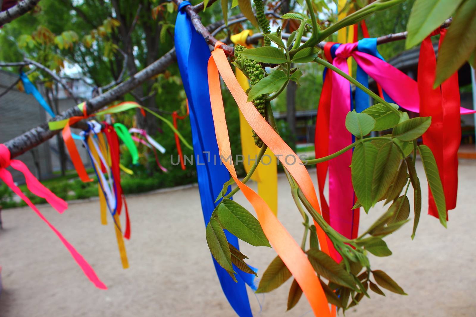 By branches of a tree tied silk ribbons of different colors