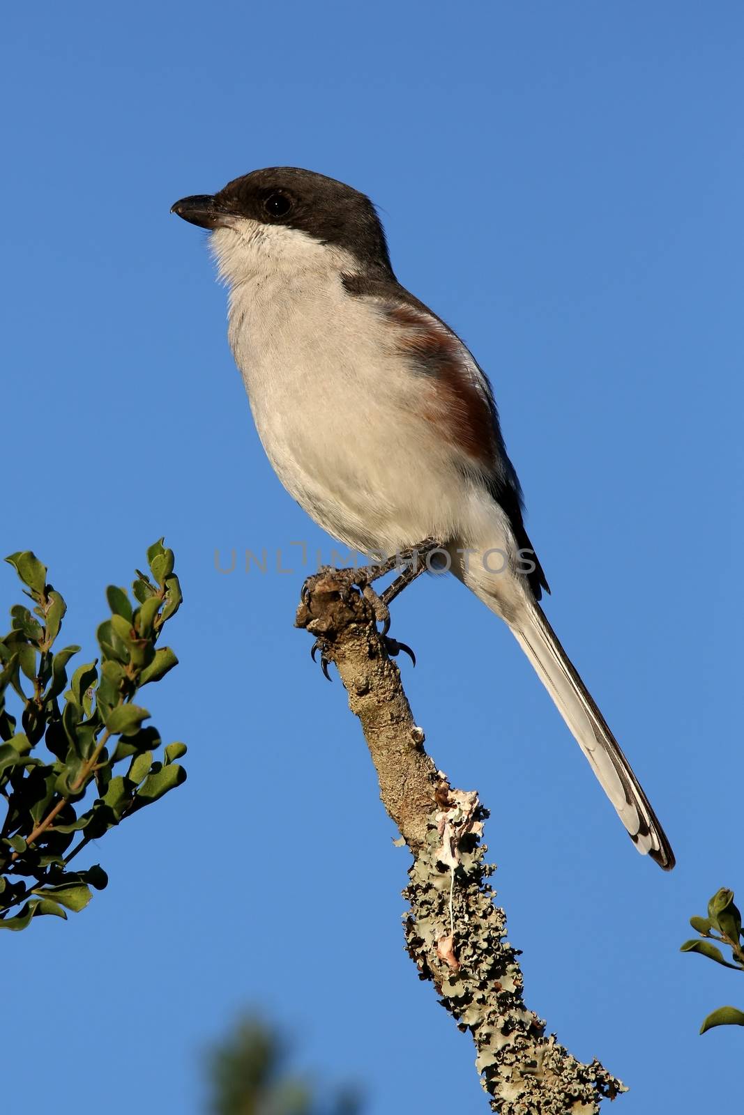 Female Fiscal Shrike bird perched on top of a branch
