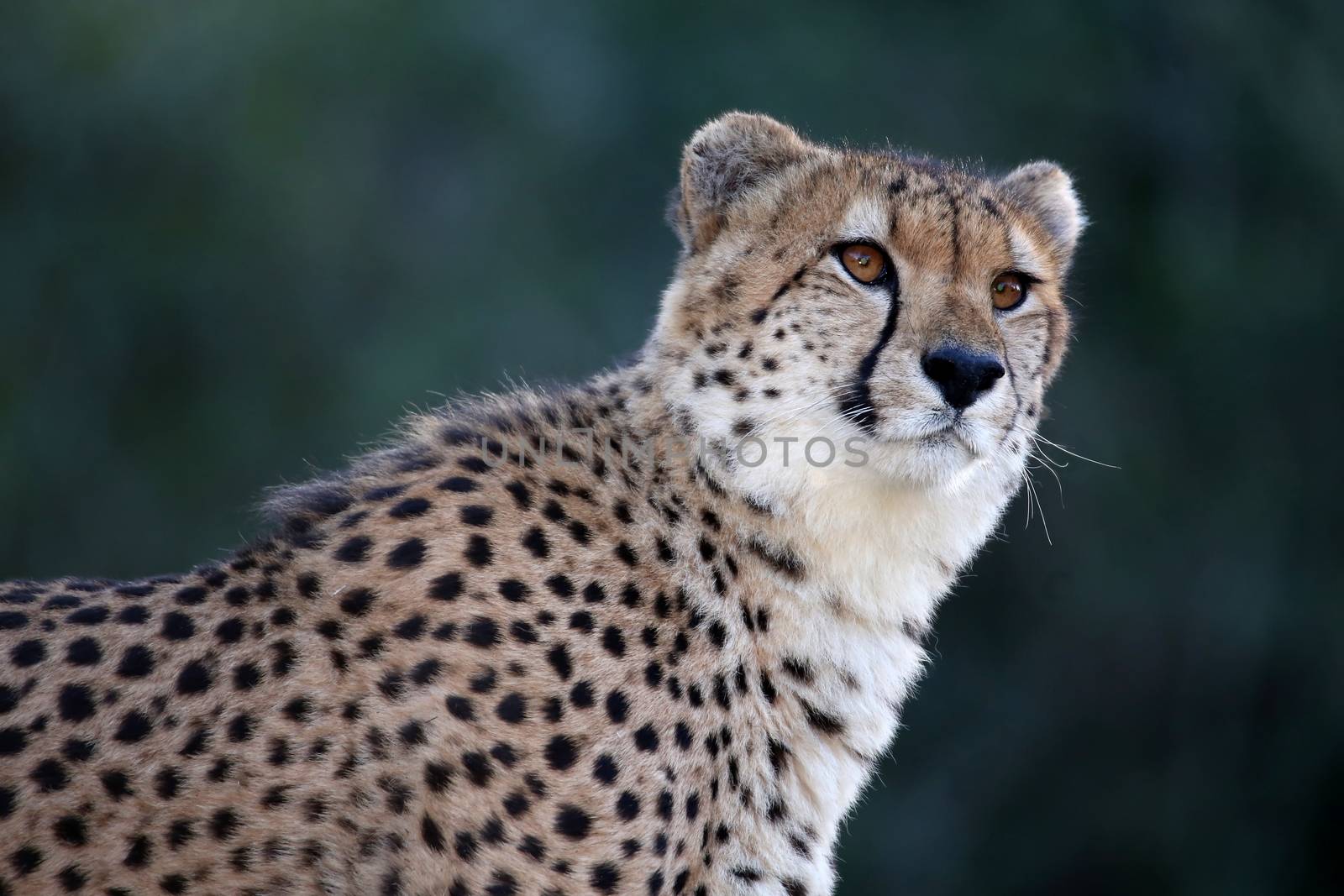 Cheetah Portrait by fouroaks