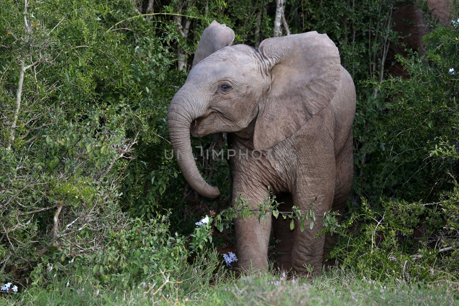 Baby elephant mock chaging out of the African bush