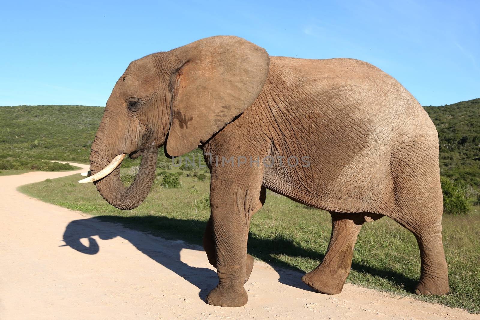 Large male elephant with wrinkly skin and white tusks