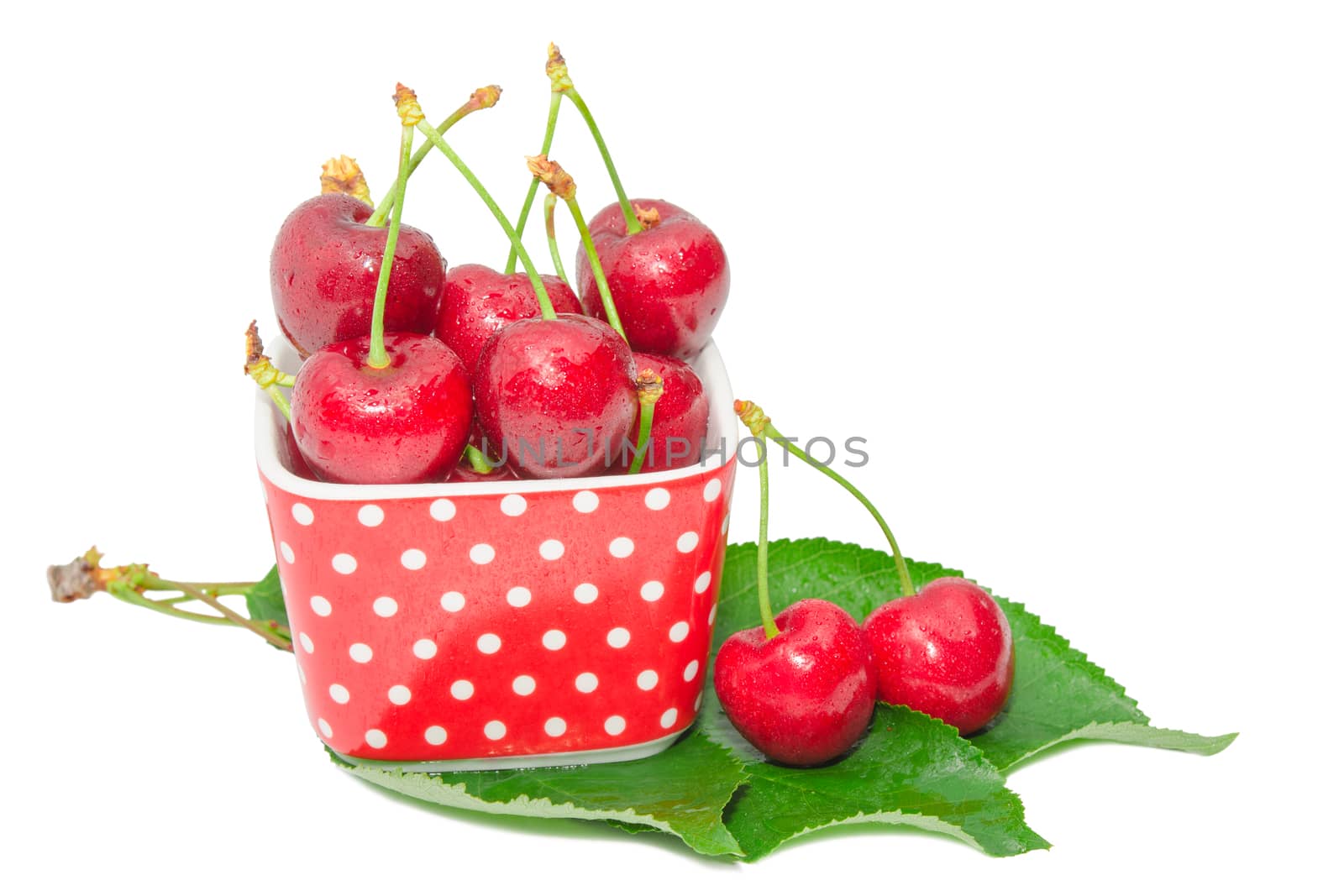 Ripe sweet and juicy cherry tasty berry wet fruits with water drops in small square bowl on fresh green leaves isolated