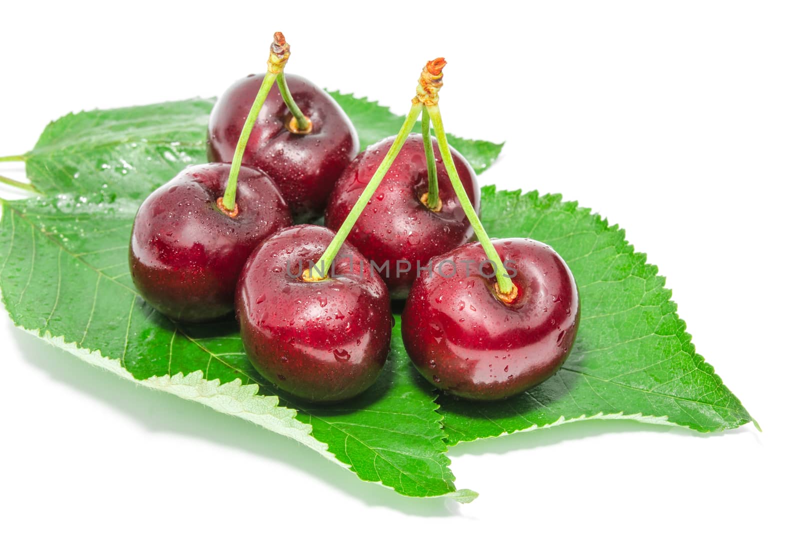 Big ripe dark cherry sweet juicy berries with water droplets on fresh green foliage isolated