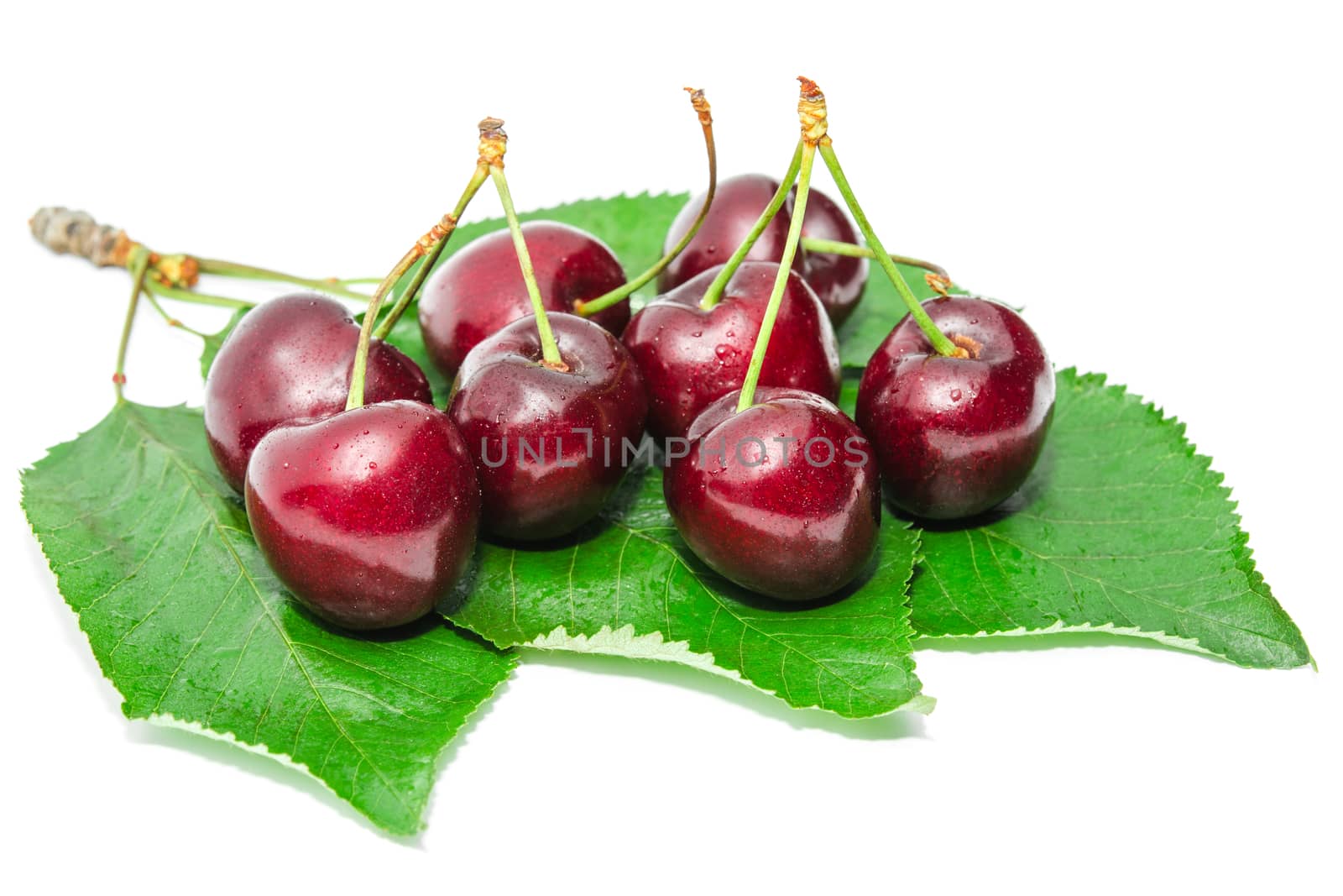 Dark vinous ripe sweet cherry juicy tasty berry on fresh wet leafage with water drops isolated