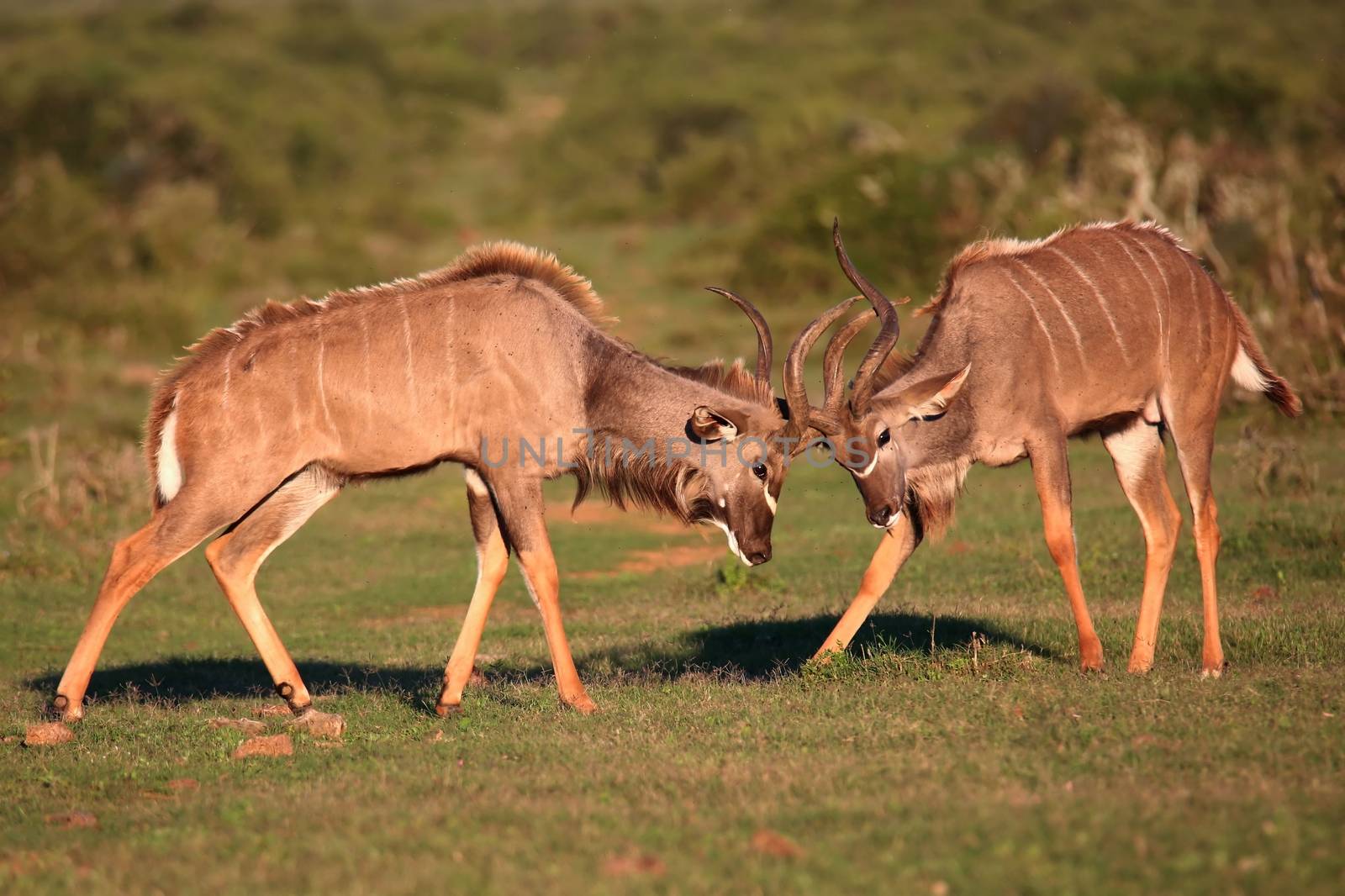 Kudu Antelope Battle by fouroaks