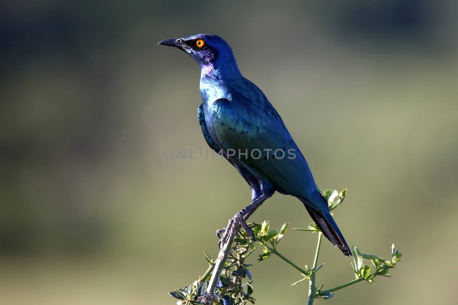 Beautiful glossy starling bird with iridescent feathers and orange eye