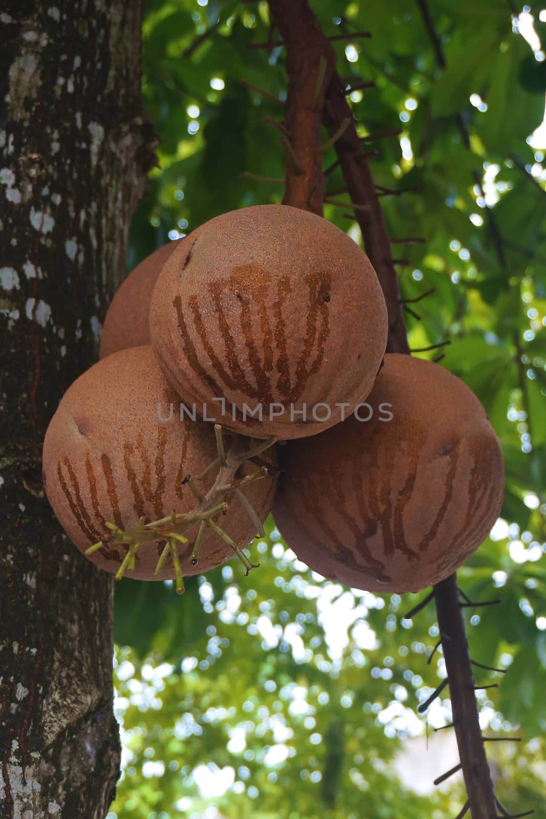 Couroupita guianensis or cannonball are brown color on leaves background.