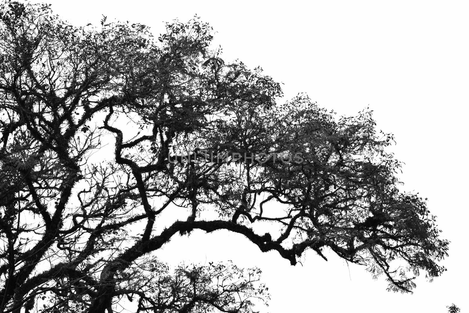old tree with so many branches and leaves