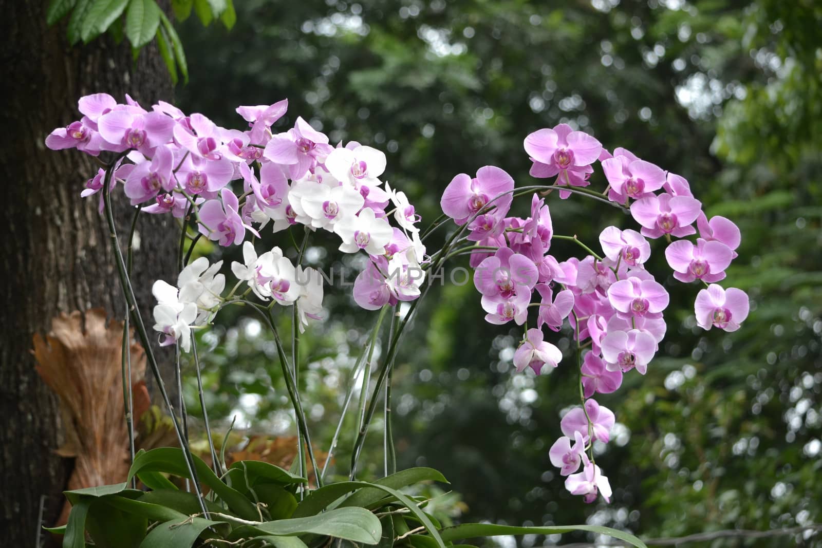 purple and white dendrobium orchid that sold in flower market