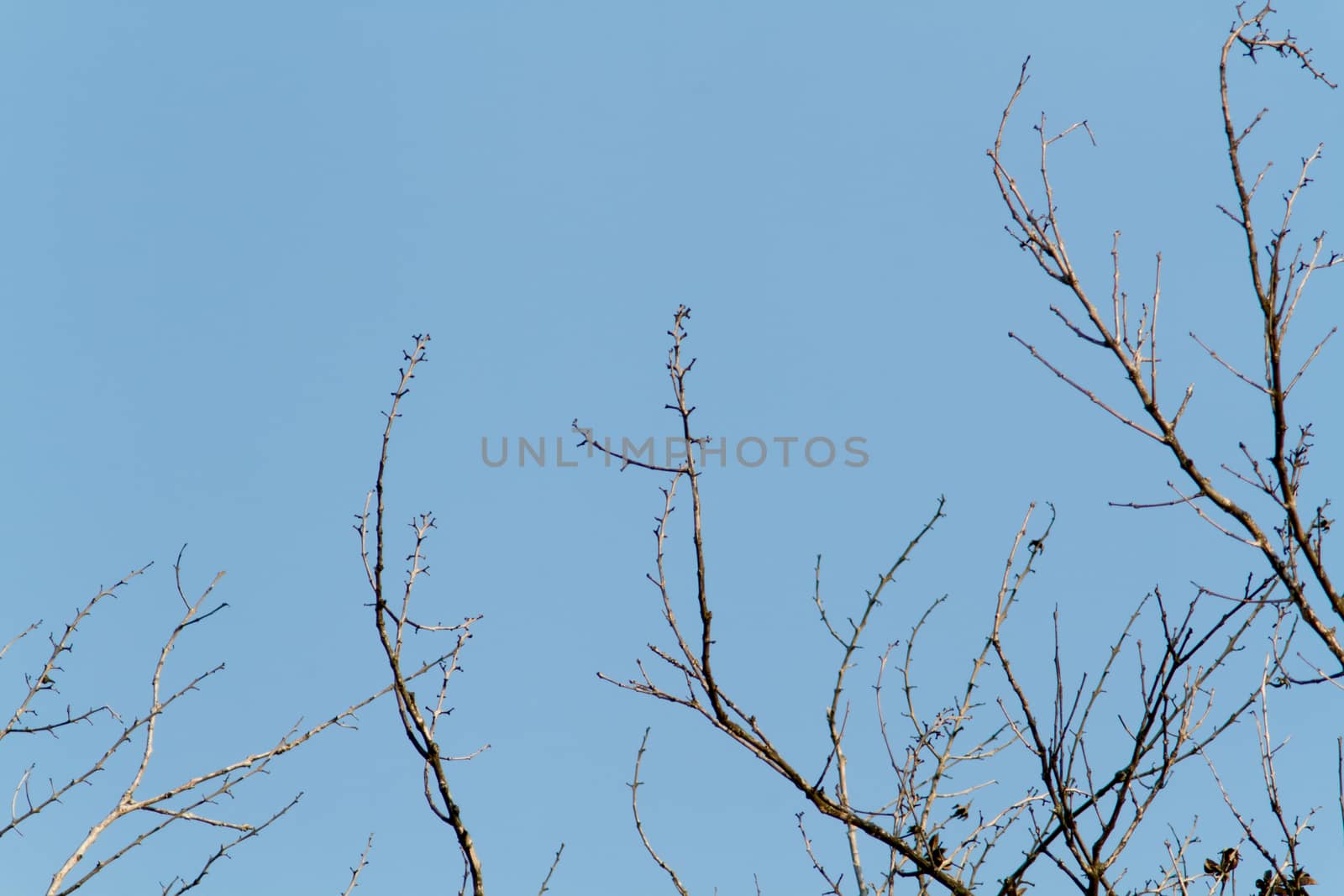 dead branch with blue sky background