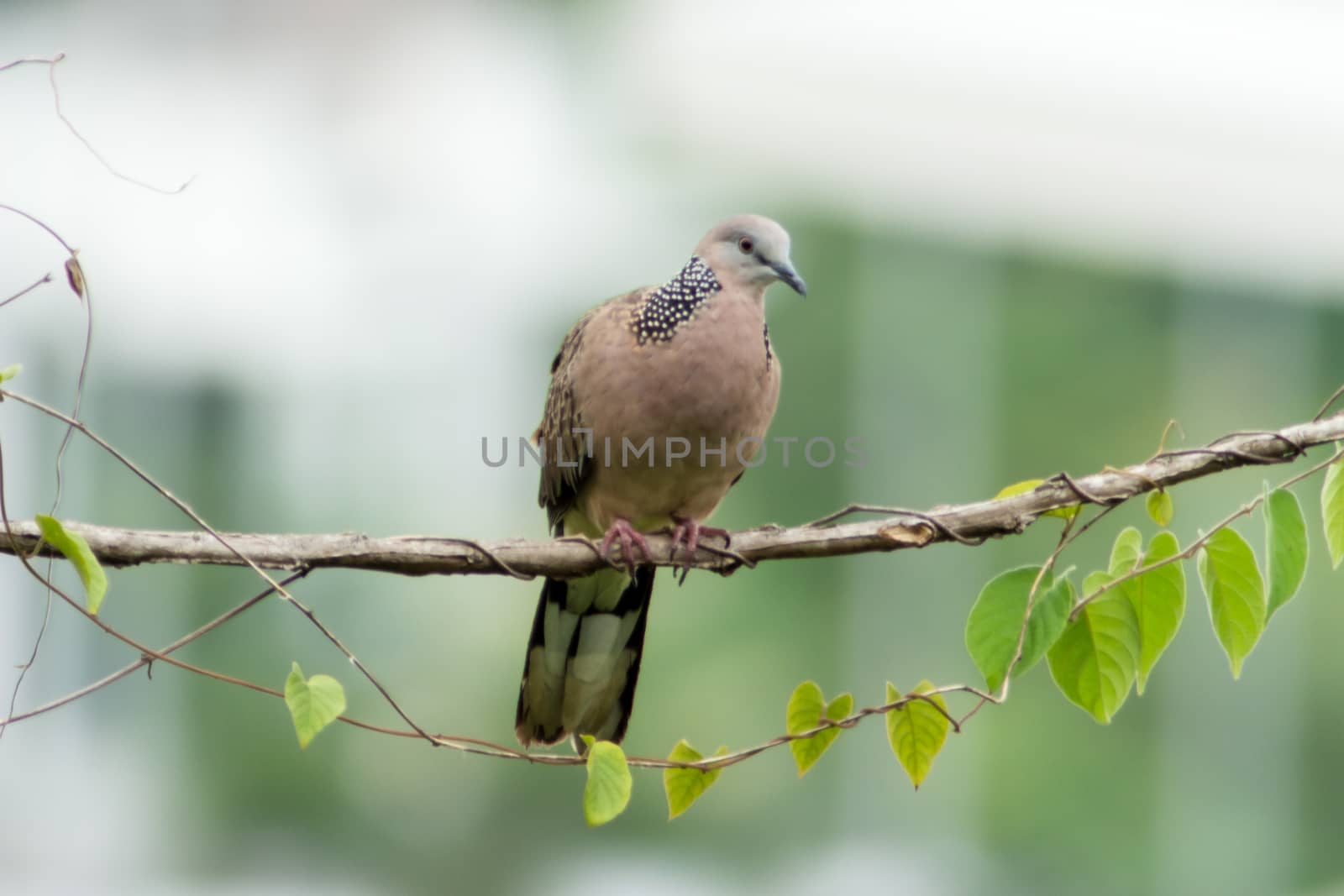 Spotted Dove (Spilopelia chinensis) on a tree branch in the morning sun