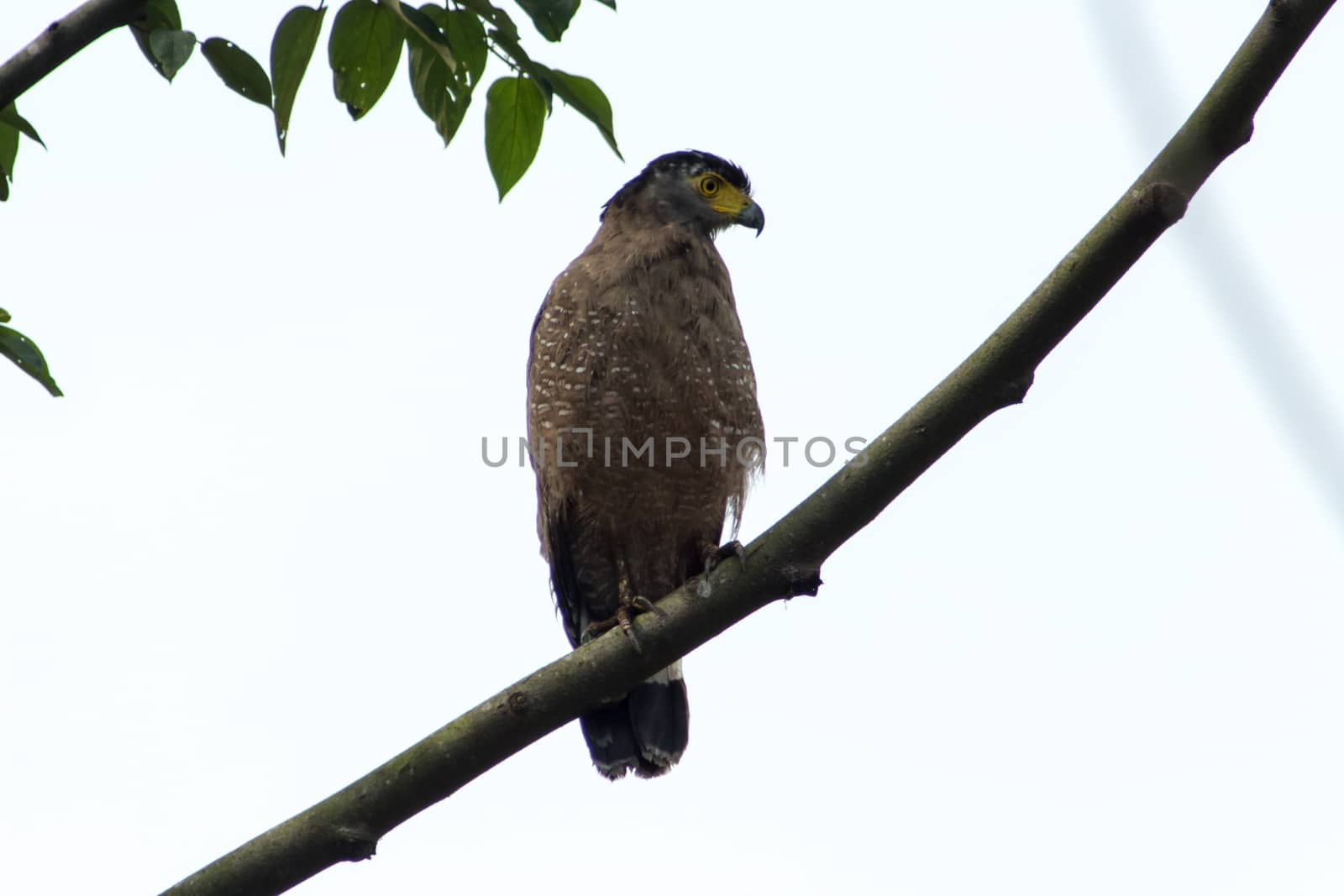 Crested Serpent Eagle by azamshah72