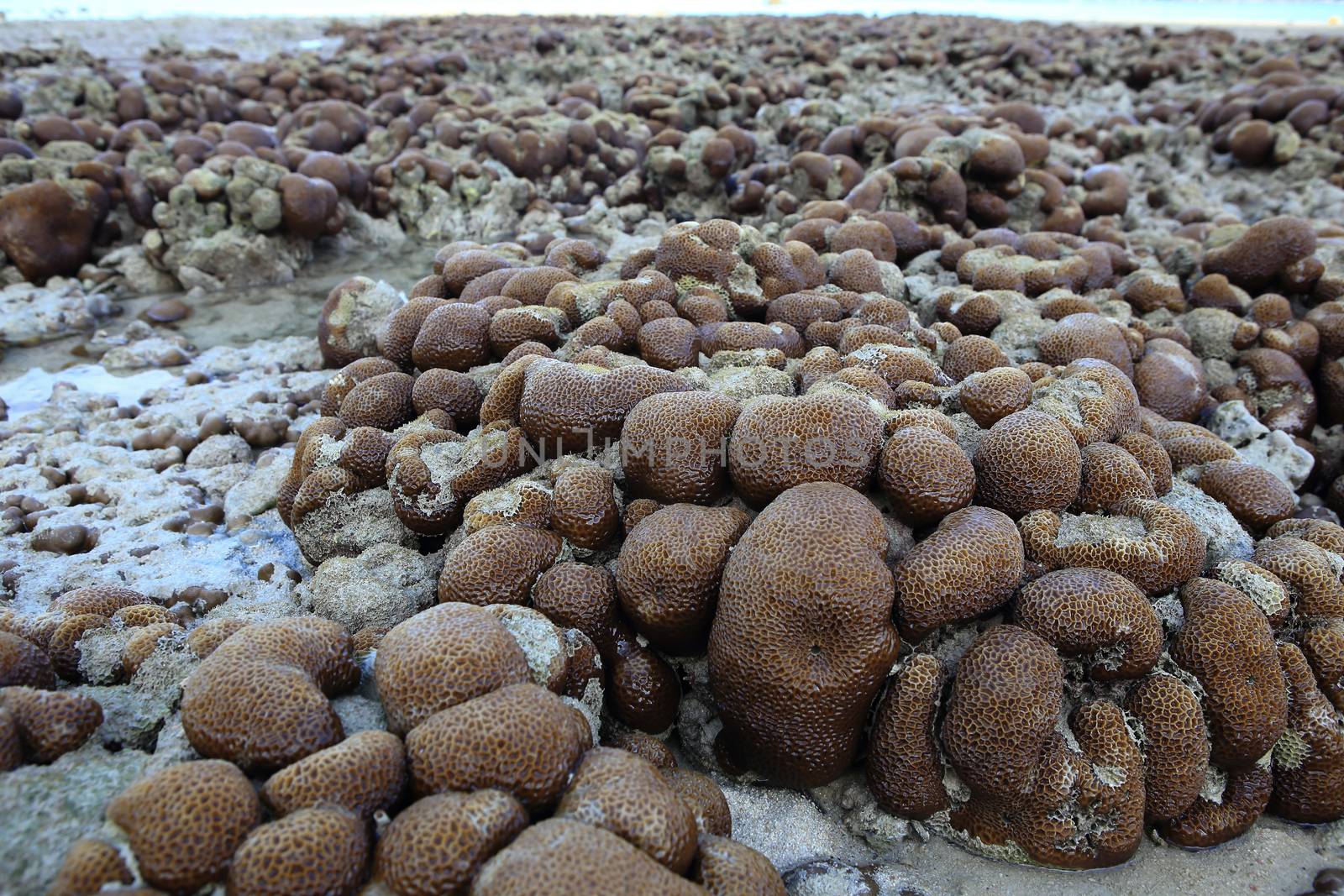 Corals in shallow waters during low tide by rufous