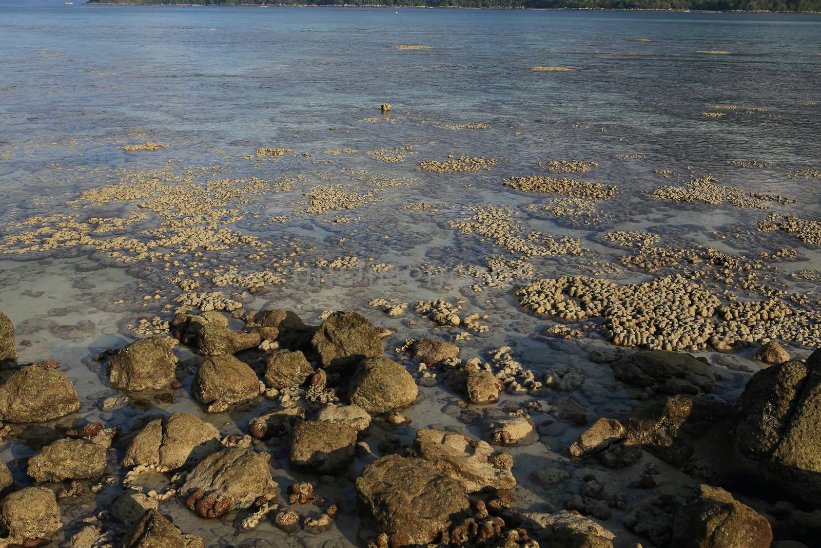 Corals in shallow waters during low tide off the coast of Lipe, Thailand.