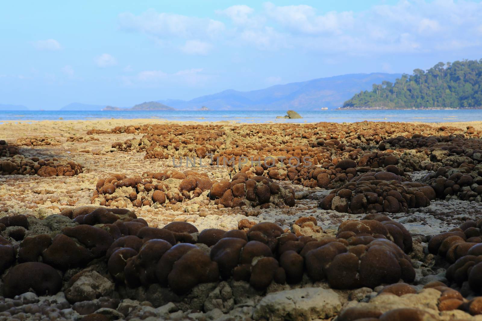 Corals in shallow waters during low tide by rufous