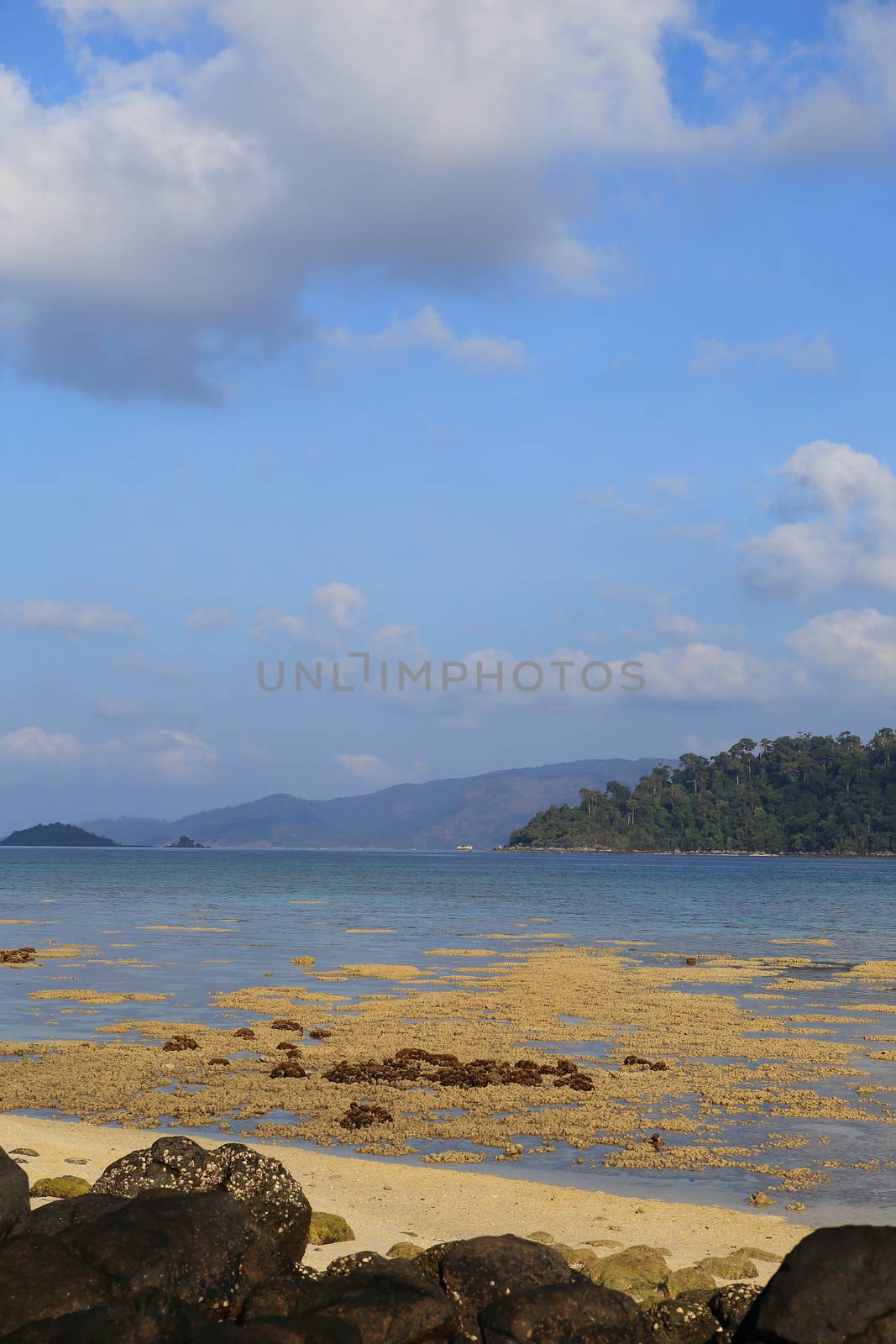Corals in shallow waters during low tide off the coast of Lipe, Thailand.