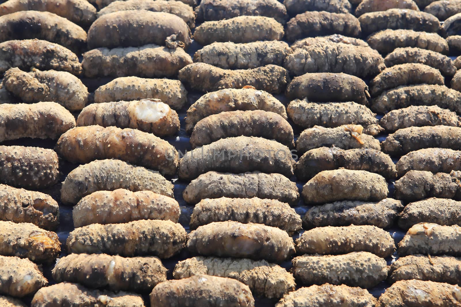Drying Sea Cucumber Outdoor  by rufous