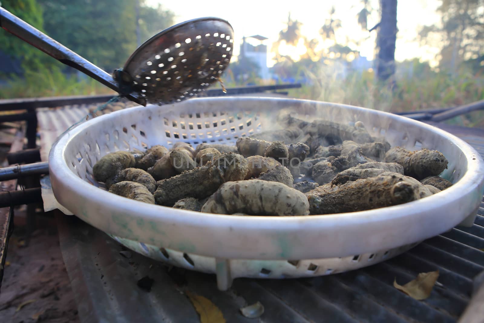 Drying Sea Cucumber Outdoor  by rufous
