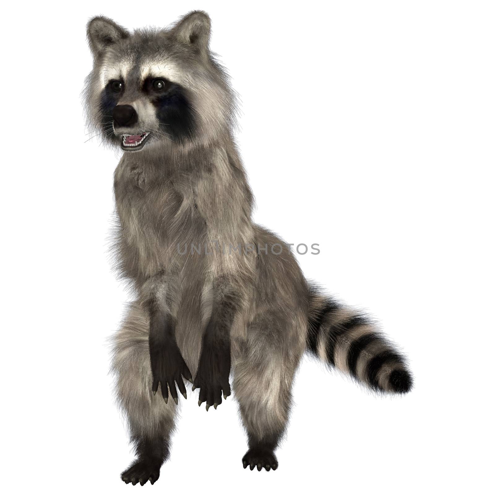 3D digital render of an amazing animal raccoon isolated on white background