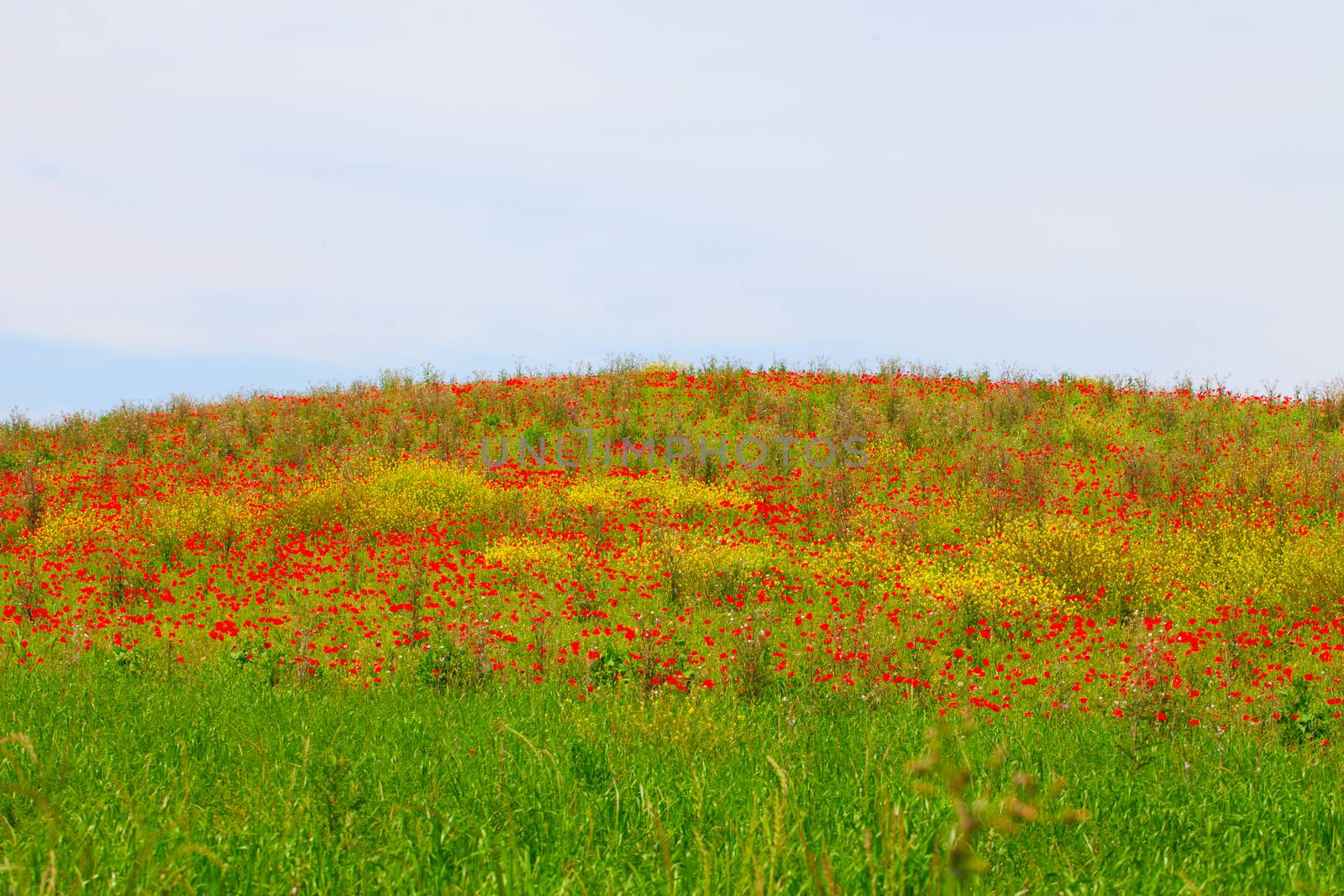 A hill with grass full of red poppies