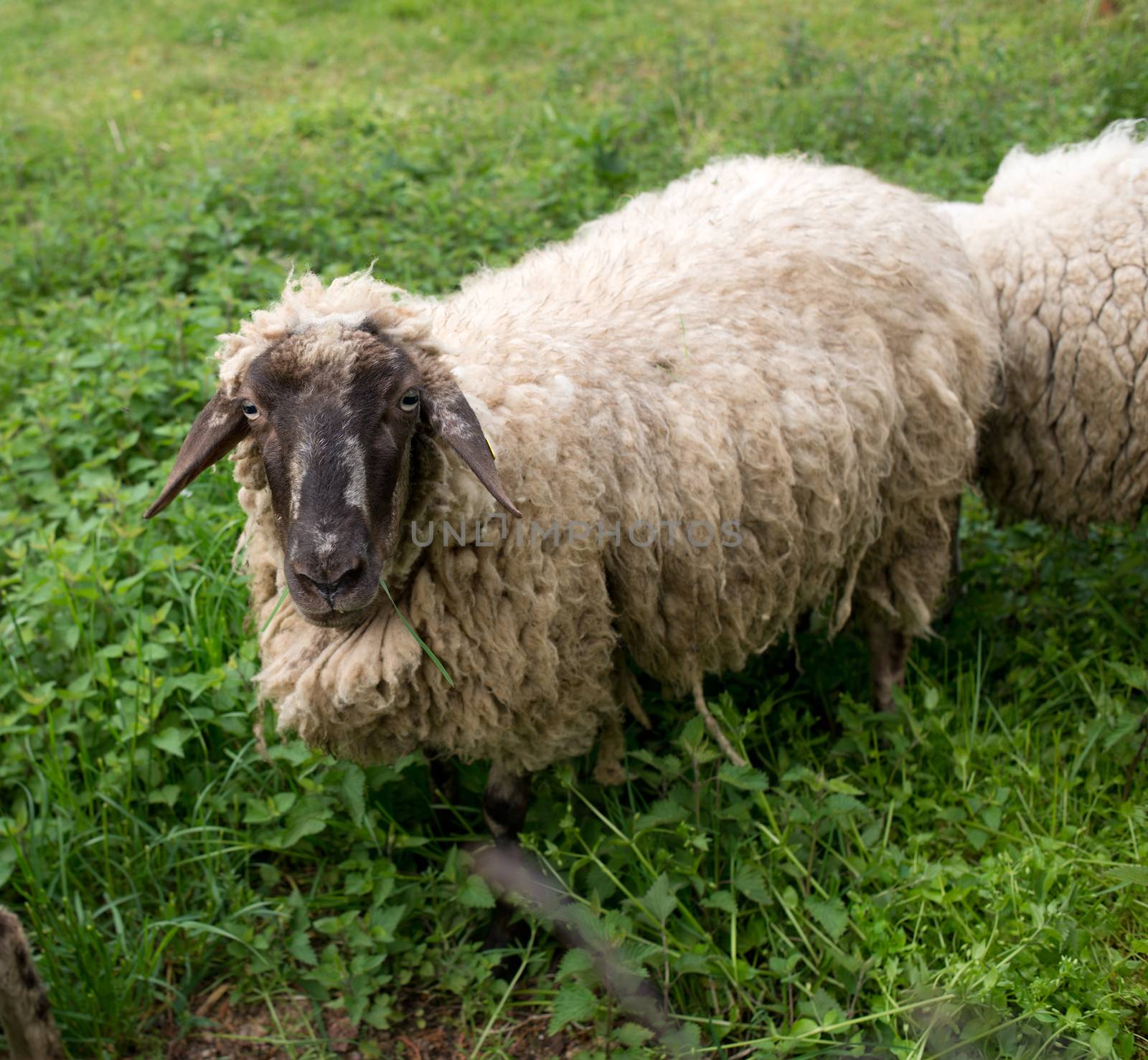 Black-faced sheep standing in the grass and looking at camera.