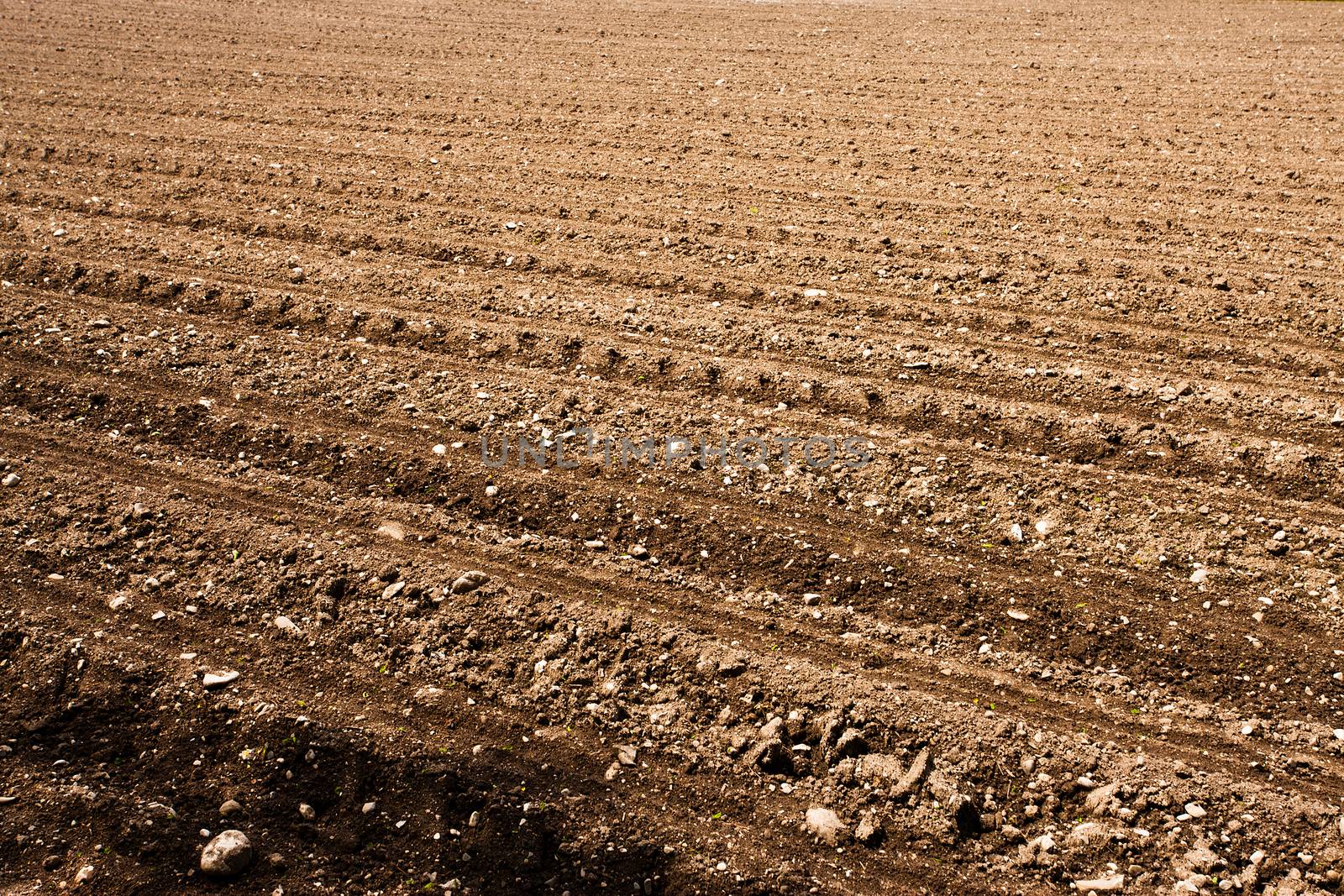 Freshly ploughed fertile field with furrows and rows.