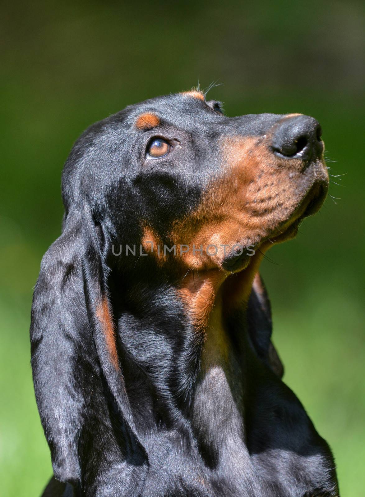 black and tan coonhound portrait outside in grass