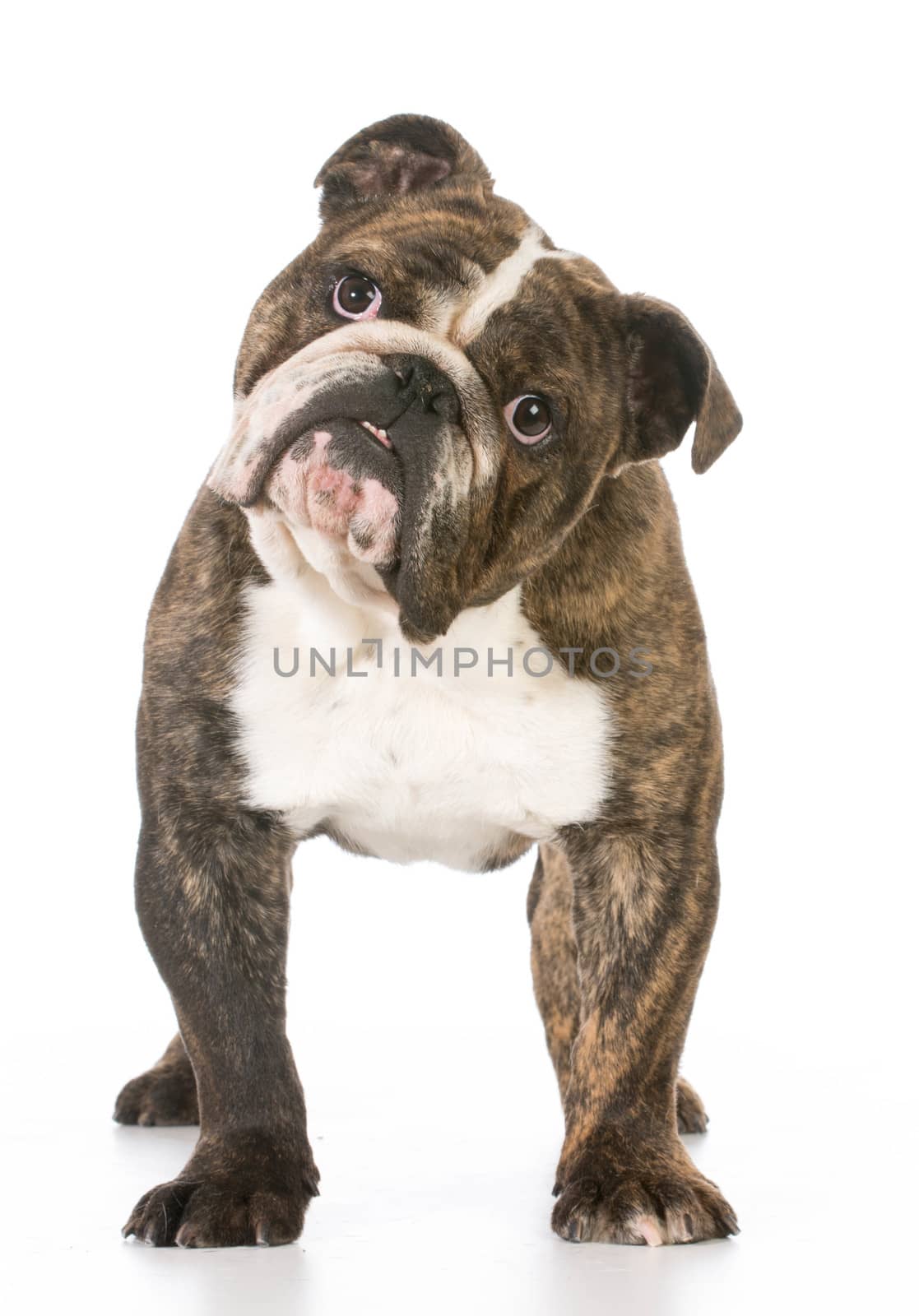 english bulldog staring at viewer on white background