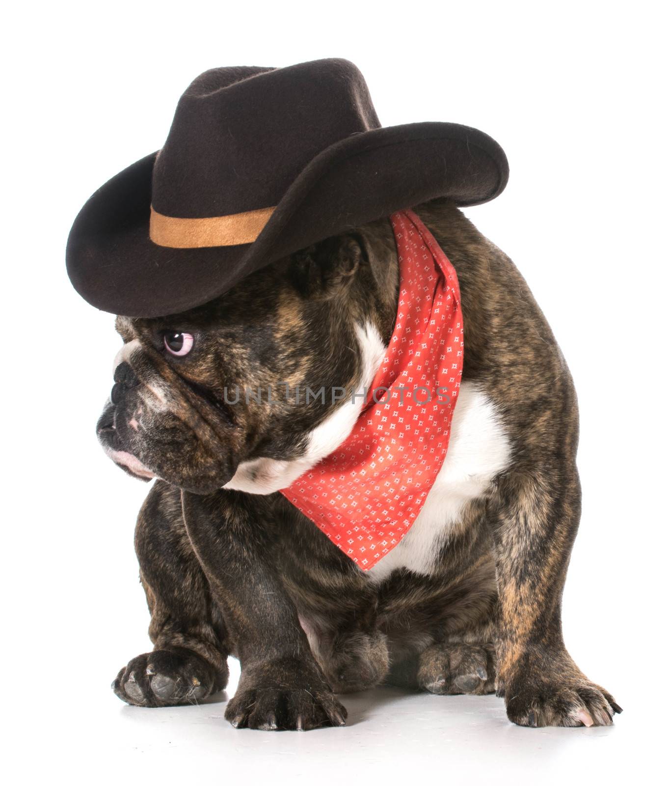 country dog - english bulldog wearing red bandanna and cowboy hat on white background