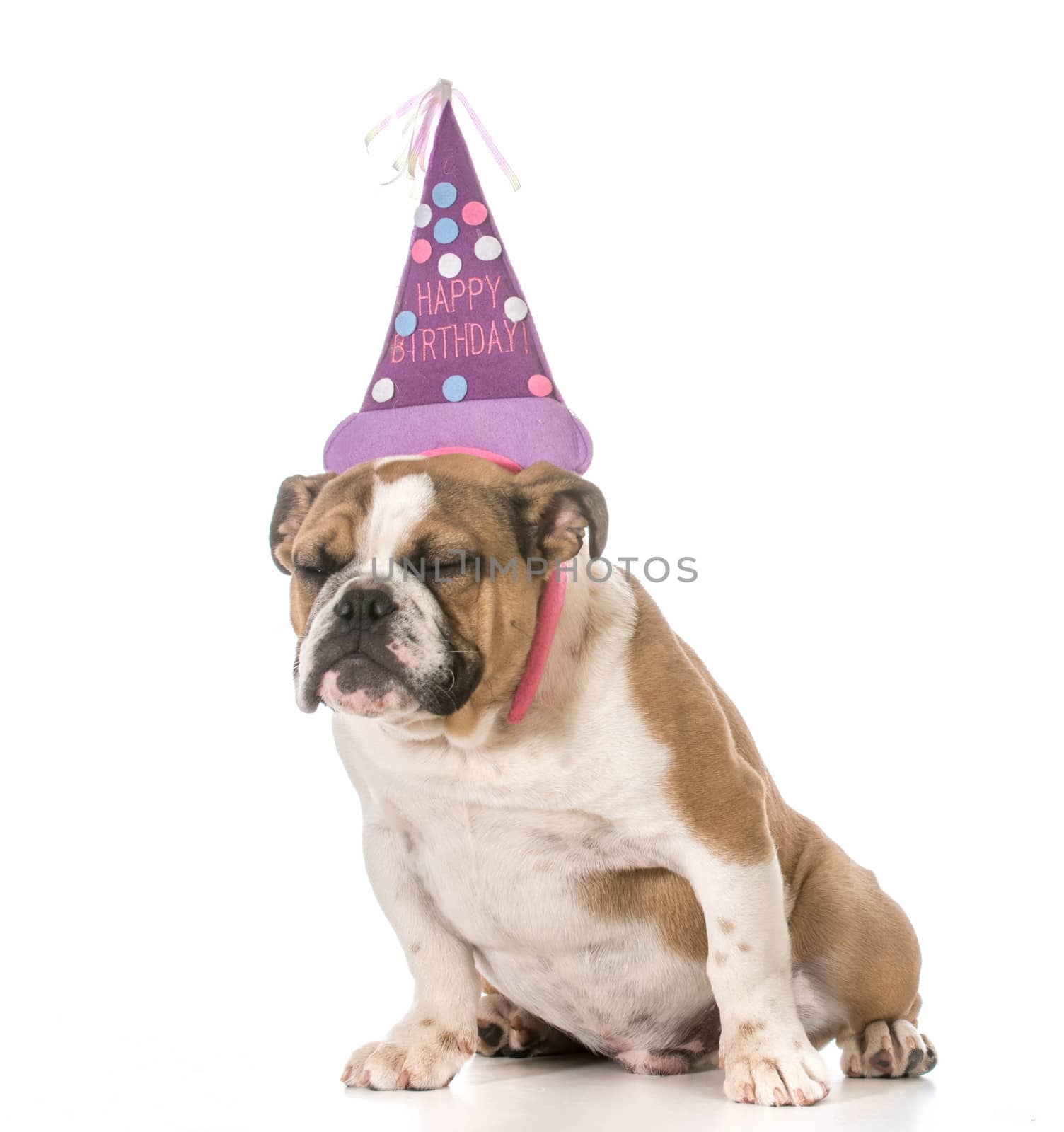 birthday dog - english bulldog wearing birthday headband on white background