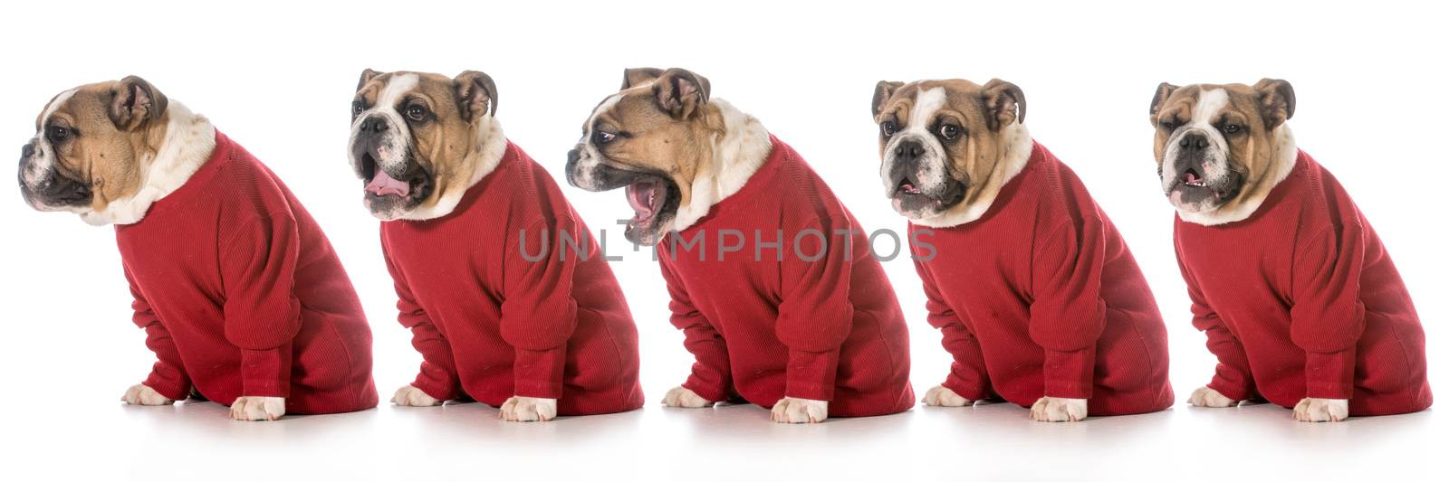 english bulldog wearing red sweater yawning in sequence on white background