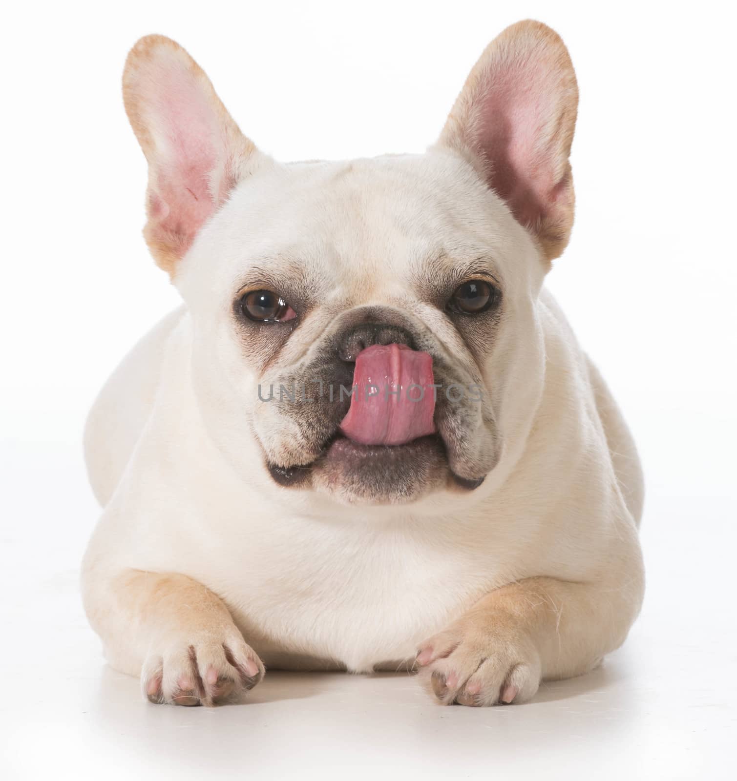 french bulldog puppy laying down licking lips on white background