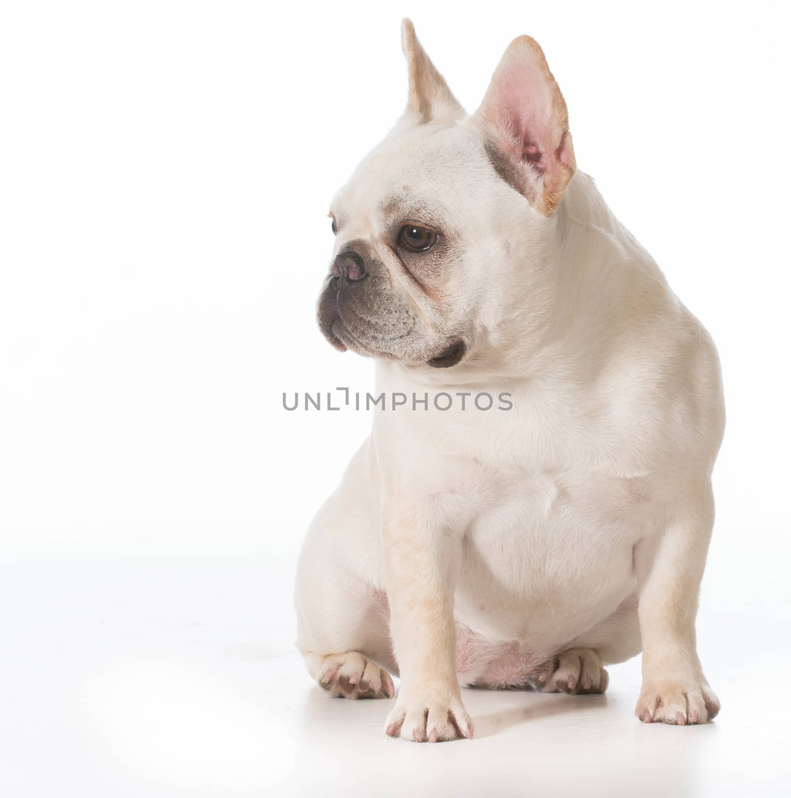french bulldog puppy sitting on white background