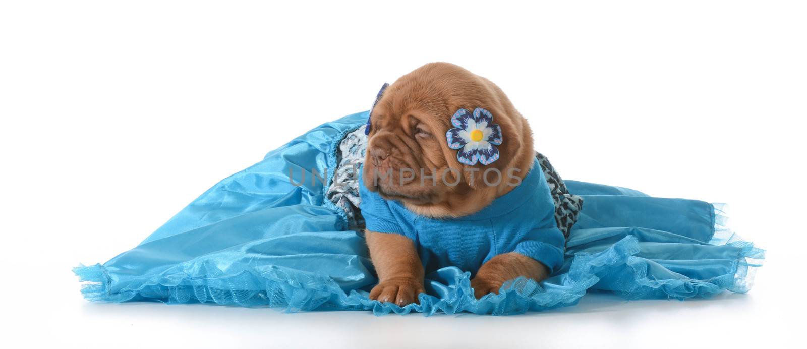 cute puppy - female dogue de bordeaux wearing blue dress on white background