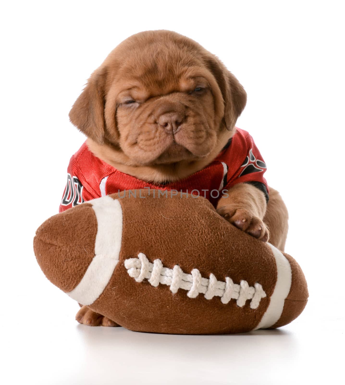 sports hound - dogue de bordeaux puppy with football