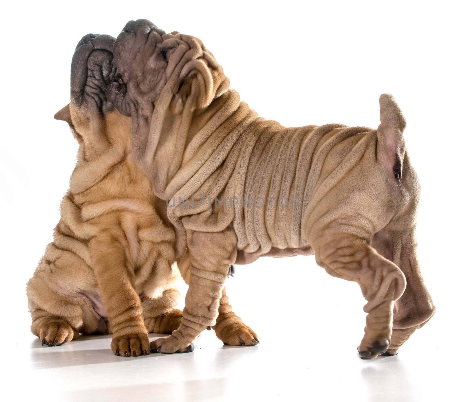 two dogs play fighting - chinese shar pei puppies isolated on white background  - 4 months old