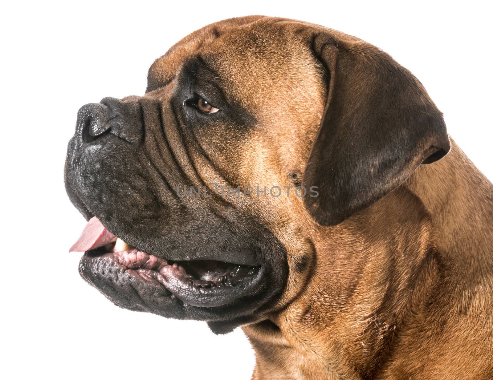 bullmastiff male portrait on white background