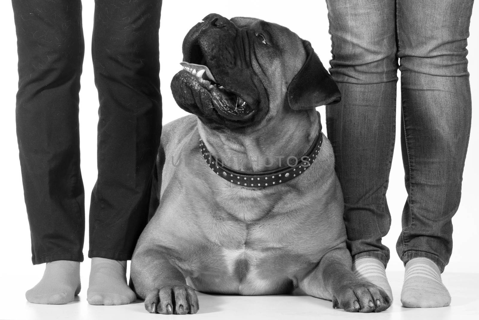 bullmastiff laying beside his owners feet on white background